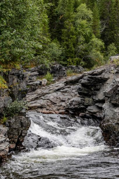 istock Picturesque Swedish river surrounded by dense evergreen foliage. 2155893666