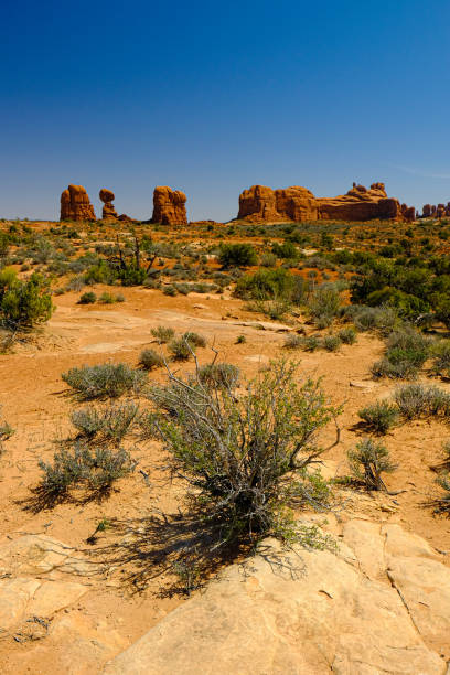 A stunning desert landscape featuring distinctive red rock formations under a clear blue sky. The arid terrain is dotted with hardy desert vegetation, highlighting the rugged beauty and unique geological features of the American Southwest. This image captures the essence of a road trip adventure, showcasing the breathtaking and diverse landscapes that can be explored along America's scenic highways.
