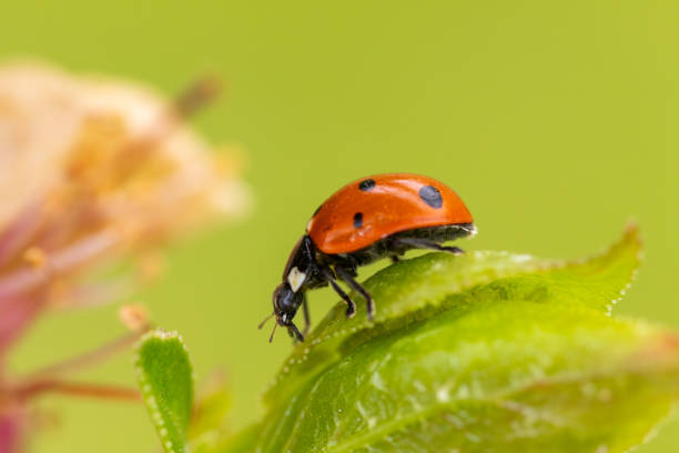 istock Close-up of a ladybug on a dew-covered green leaf 2155893960