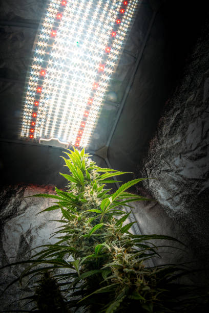 Low angle view of the cannabis plant under the bright led light in the indoor tent