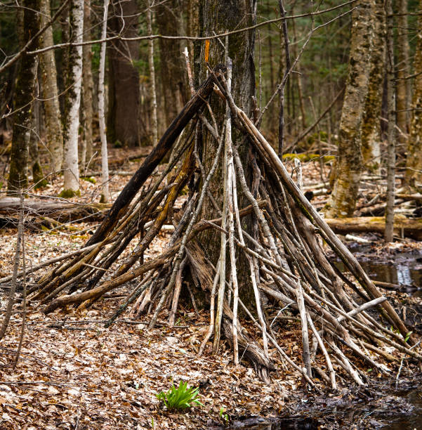 istock Unusual branch structure deep in the forest. Ontario Canada. 2155894204