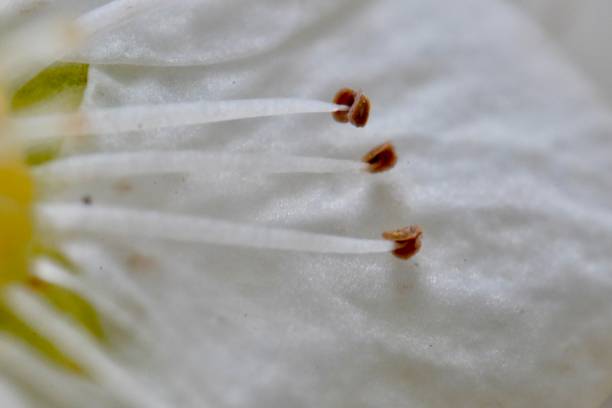 istock white flower with brown ants on it's petals showing tiny seeds and tiny red 2155894403