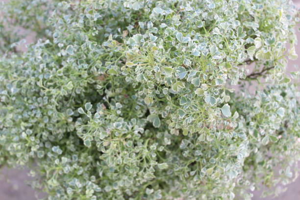istock close-up of Polyscias guilfoylei plant 2155894496