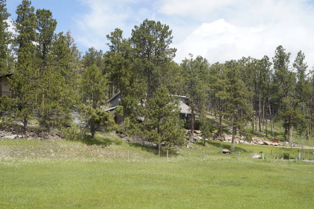 Grassy field with trees on hillside under sky