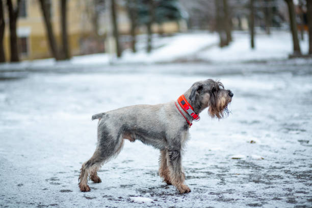 istock Schnauzer on the snow in a winter park 2155894722