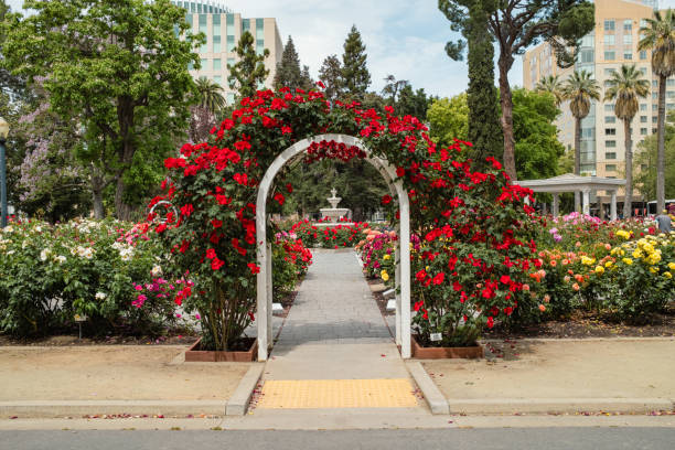 istock State Capitol Park World Peace Rose Garden 2155894790