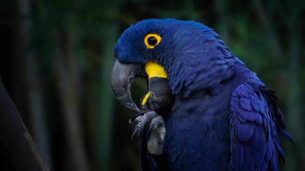 istock Hyacinth macaw against a dark green backdrop 2155894856