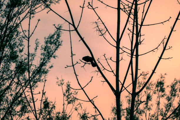A bird perched on a branch against the sky at sunset