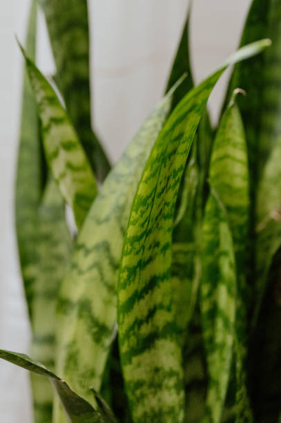 istock Snake plant potted indoors by the window. 2155894963
