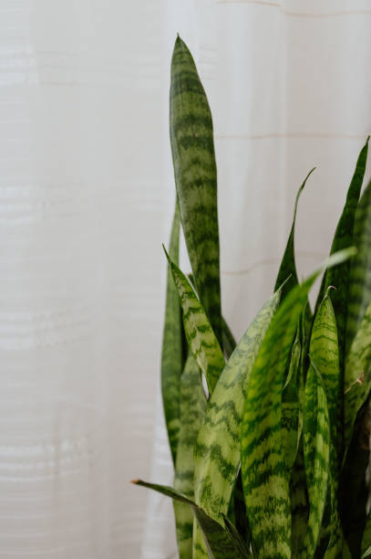 istock Snake plant potted indoors by the window. 2155894979