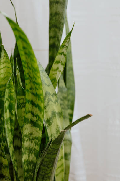 Snake plant potted indoors by the window.