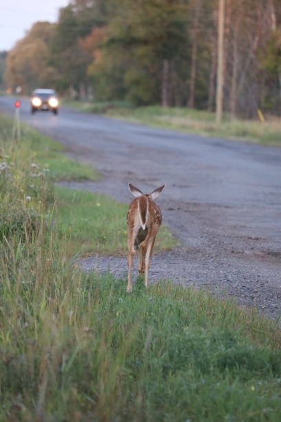 istock White-tailed deer (Odocoileus virginianus) standing beside a road 2155895095