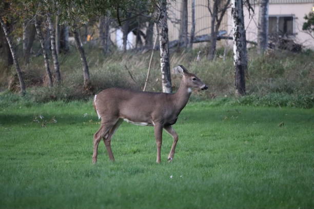 istock White-tailed deer (Odocoileus virginianus) in front of vibrant green park 2155895181
