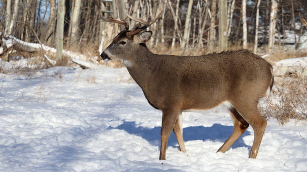 istock White-tailed deer (Odocoileus virginianus) in a snowy forest landscape 2155895193