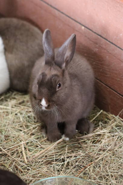 istock Rabbits in a cage with hay 2155895228