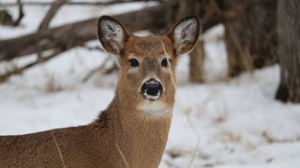 istock White-tailed deer (Odocoileus virginianus) in a snowy forest landscape 2155895241