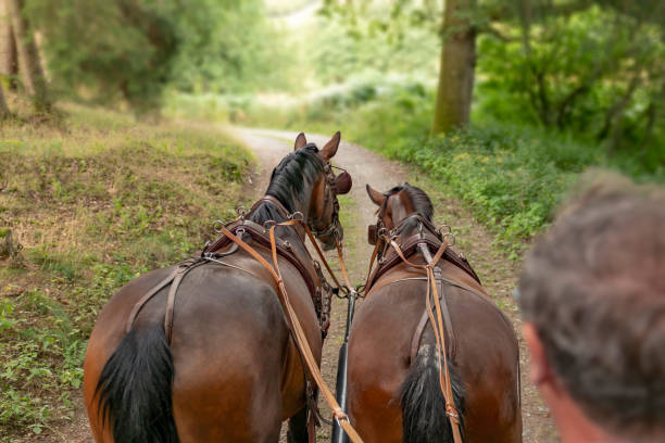 istock Two horses pull a carriage in green beauiful nature. 2155895340