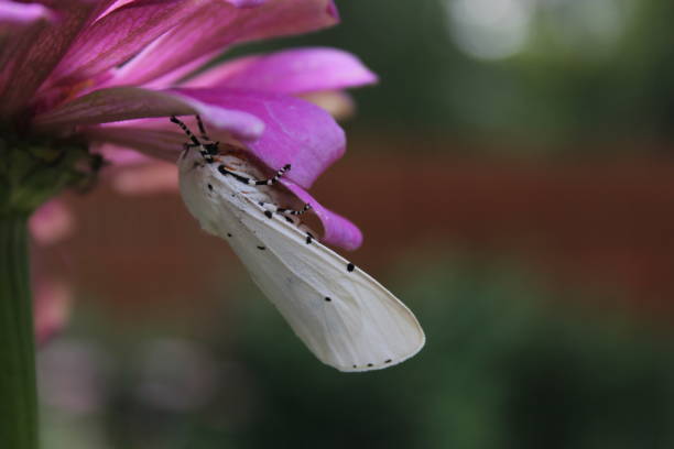 istock White butterfly perched on a purple flower 2155895403