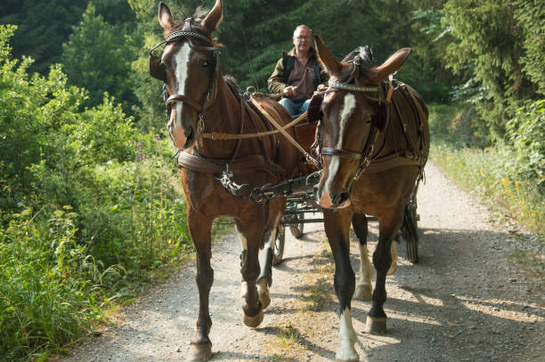 istock A 60 year old man drives a carriage with two horses (Saxon Thuringian heavy warm blood). 2155895405