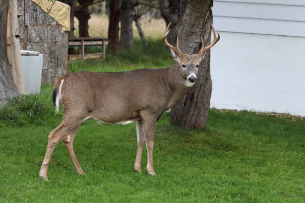 istock White-tailed deer (Odocoileus virginianus) in front of vibrant green park 2155895506
