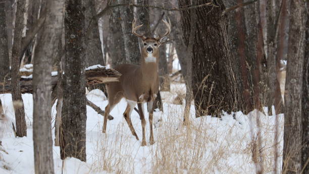 istock Deer (Odocoileus virginianus) in a snowy forest landscape 2155895536