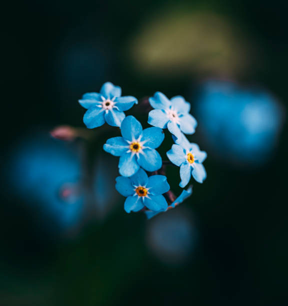 istock Macro of blue flowers blossoming against a dark backdrop 2155895615