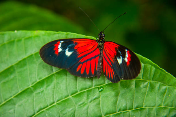istock Heliconius erato sp butterfly sits on a leaf in Mindo, ecuador 2155895673