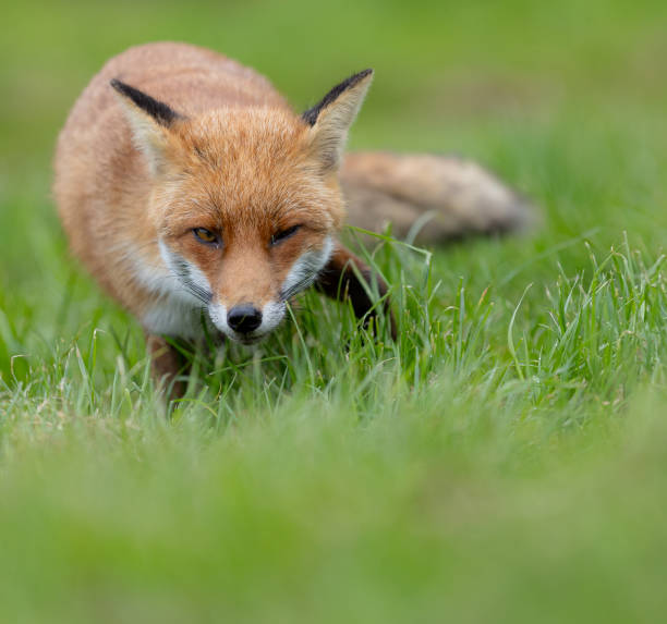 istock Red fox in a green grassy meadow 2155895969