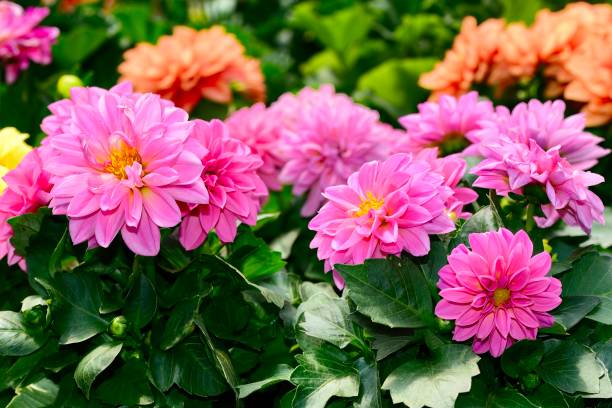 istock Pink and yellow dahilas in a large group 2155896236
