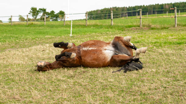 istock Horse rolls on the green paddock. 2155896281