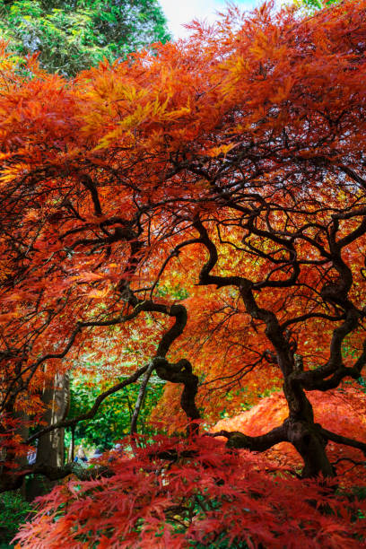 istock Autumn view at Mount Macedon 2155896462