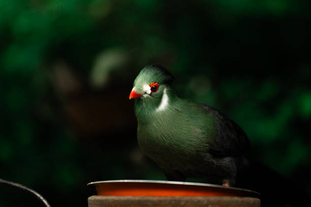 A vibrant green Turaco (Latin Musophagidae) bird perched on a bird feeder