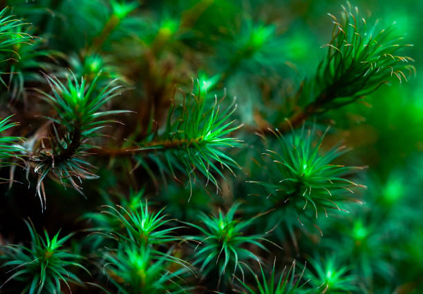 A macro close-up of juniper haircap moss