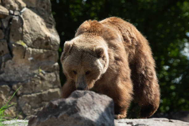 A brown bear strolling near boulders and grass