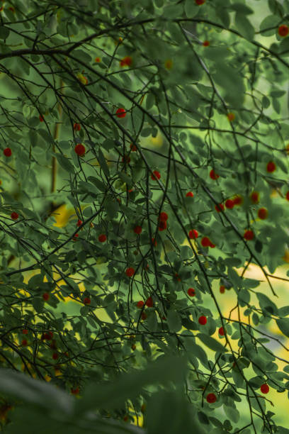 The ripe berries on a tree branch with lush green foliage in the backdrop
