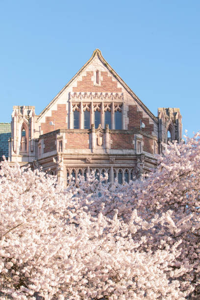 istock pink cherry blossom and beautiful architecture roof 2155897173