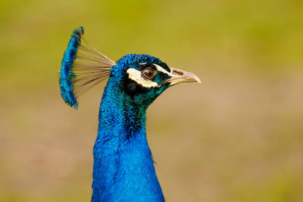 istock a peacock with blue feathers and red eyes looks around the frame 2155897315