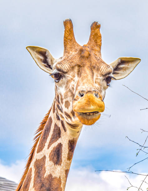 istock there is a giraffe standing in front of a tree 2155897799