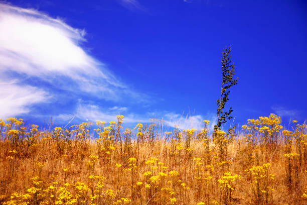green forest glade covered by flowers under a sparkle sun