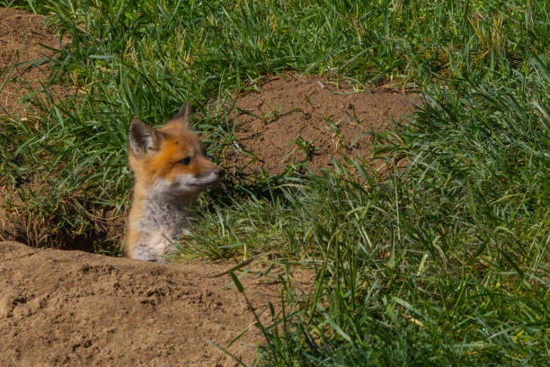 Baby red foxes hanging out near their den in New Jersey