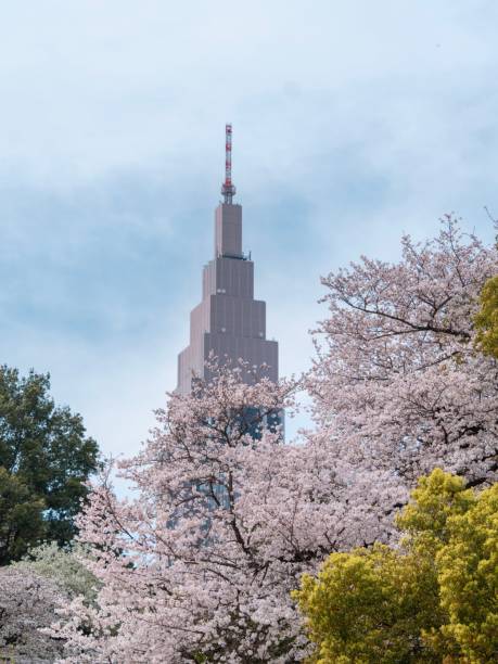 istock Cherry blossom branch against a blue spring sky 2155898102