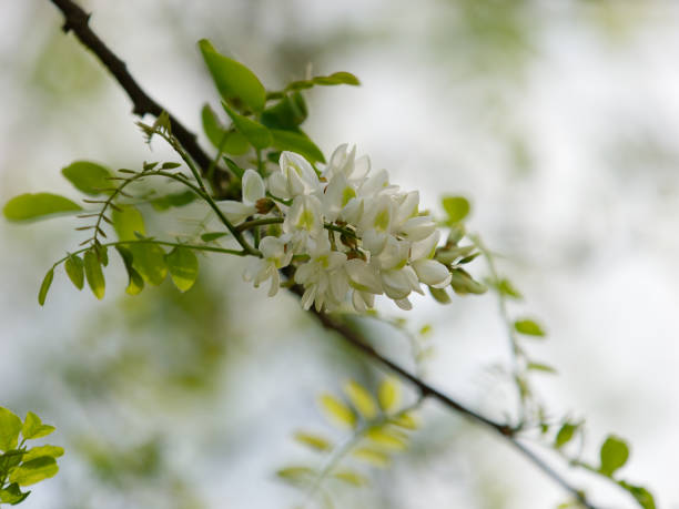 Acacia Tree, Blossom, Flower, White Color