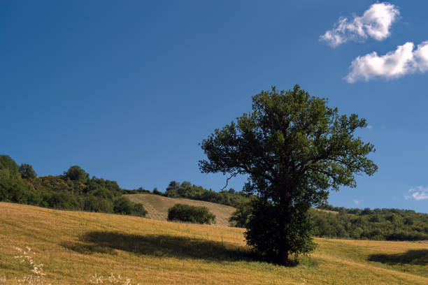 lonely oak in a field against the sky