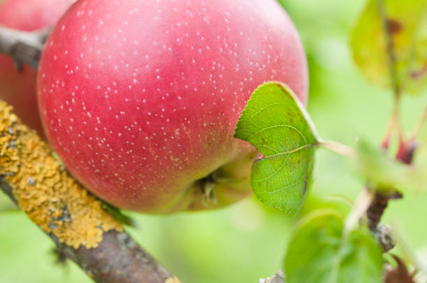 A single red and green apple with raindrops hangs from a leafy branch, creating a tranquil scene in a garden.