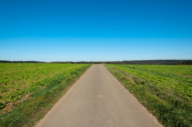 A dirt road through a field with blue sky backdrop
