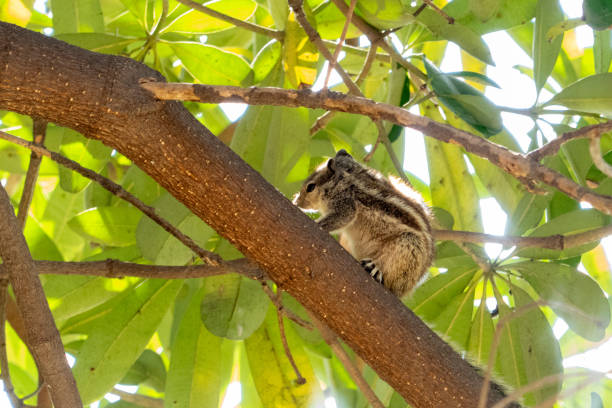 istock Indian Palm Squirrel, native to India, in its natural habitat 2155899619