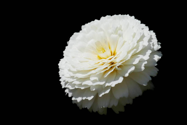Flower, Cosmos Flower, Close-up, White Color, Blossom, Sky, Blue