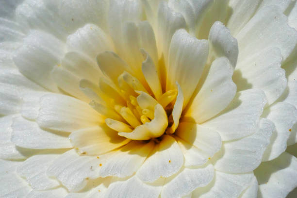 A beautiful Indian flower in full bloom