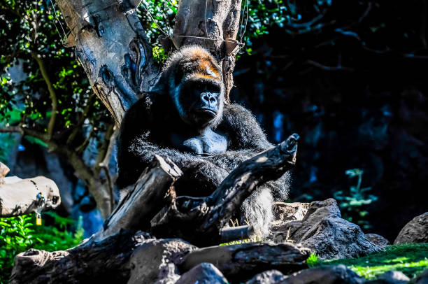 A peaceful large gorilla resting against a tree trunk, surrounded by lush green leaves and boulders in a forested area