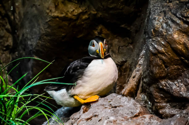 istock A small bird is sitting on a rock 2155901166